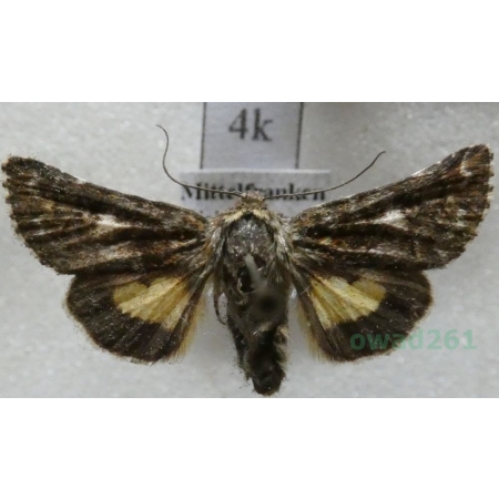 Anarta myrtilli (Linnaeus, 1761) Okrzętnica wrzosówka Slovakia4k